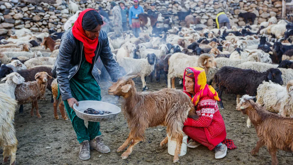 Pak Daman (left) and Annar (right) carry out a traditional ritual making sure the smoke touches every animal