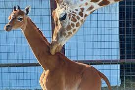 Welcome to the world’s only spotless giraffe