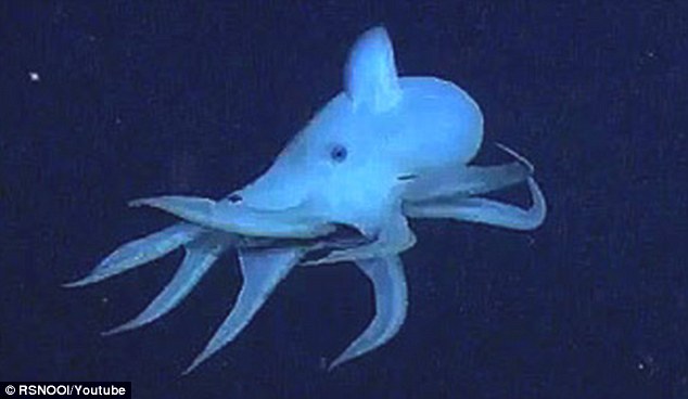 Watch Video of a Haunted Dumbo Octopus in the Deep Sea