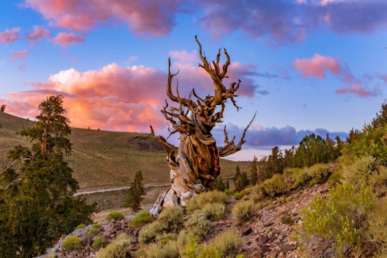 The Oldest Tree in the World: Great Basin Bristlecone Pine