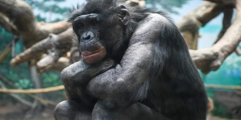 Cincinnati Zoo Mourns the Loss of a Young Bonobo