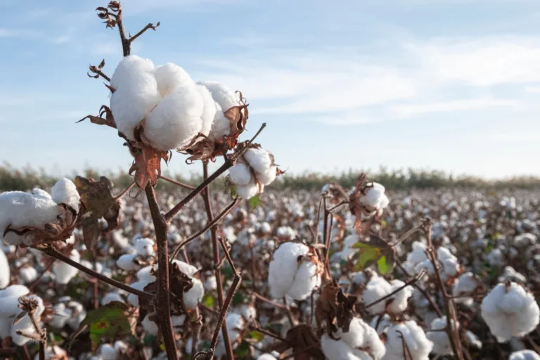 Thanks to technology, the textile industries employ cotton that can be traced