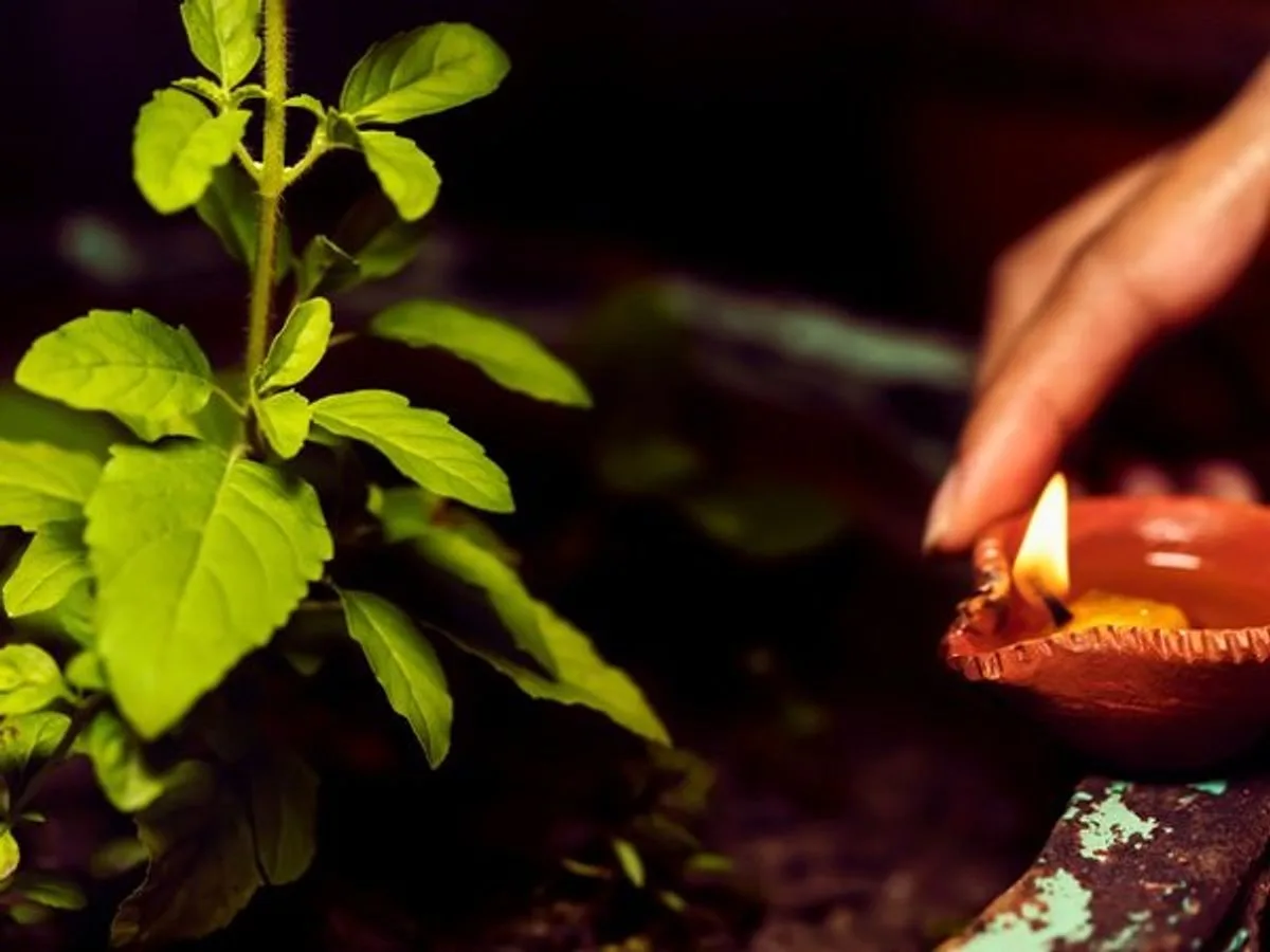 Tulsi Pujan Diwas: Indian Tradition's Honouring of the Sacred Basil