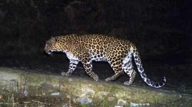 Leopard attack in Surat: Man harmed defending calf, wife saves him